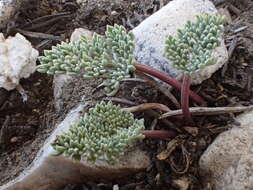 Image of gray springparsley