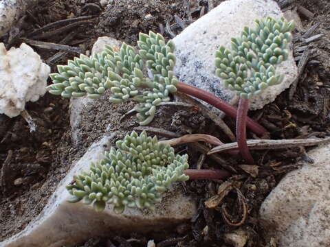 Plancia ëd Aulospermum cinerarium (A. Gray) Coult. & Rose