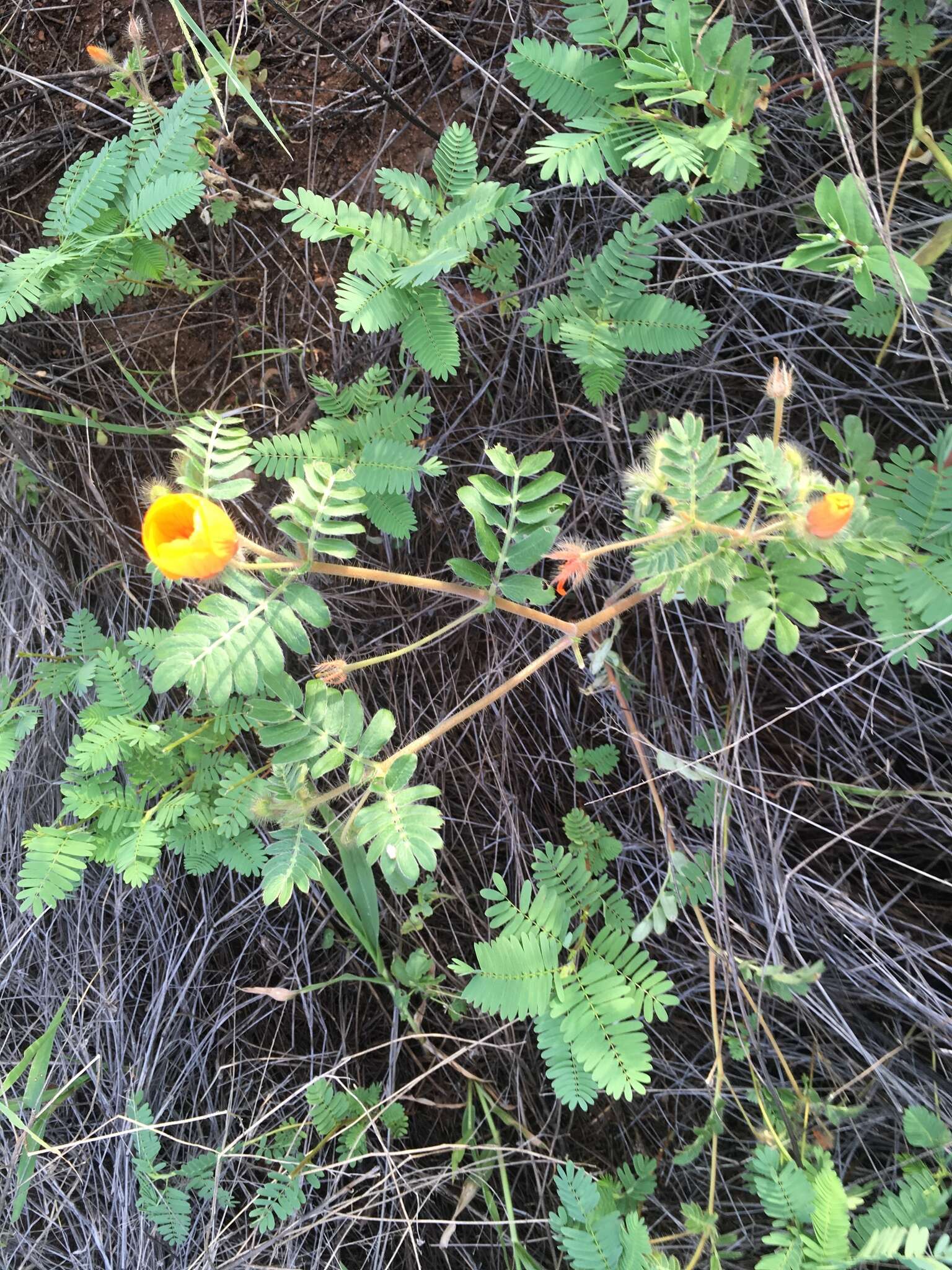 Image of Arizona poppy