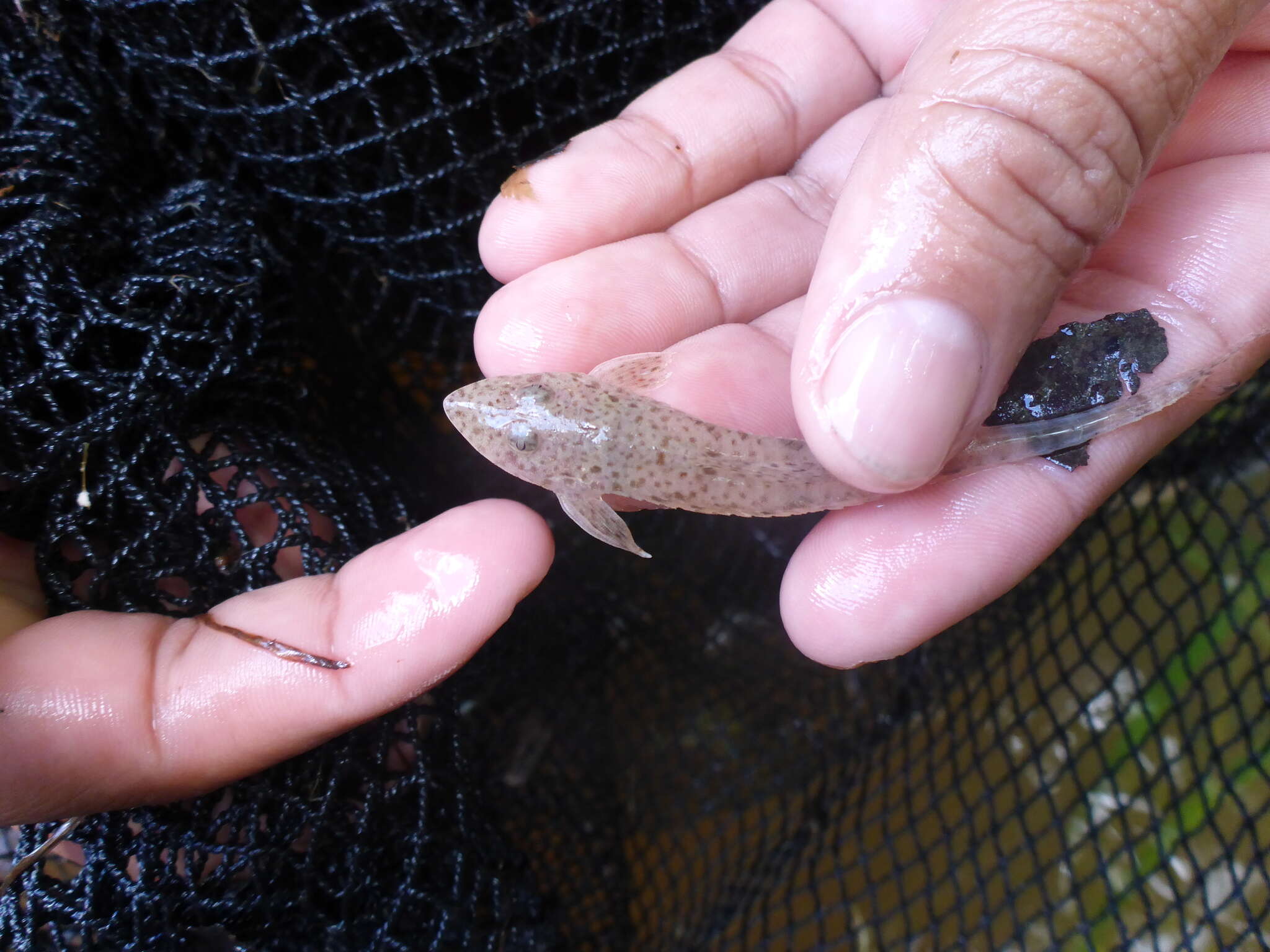 Image of Limatulichthys