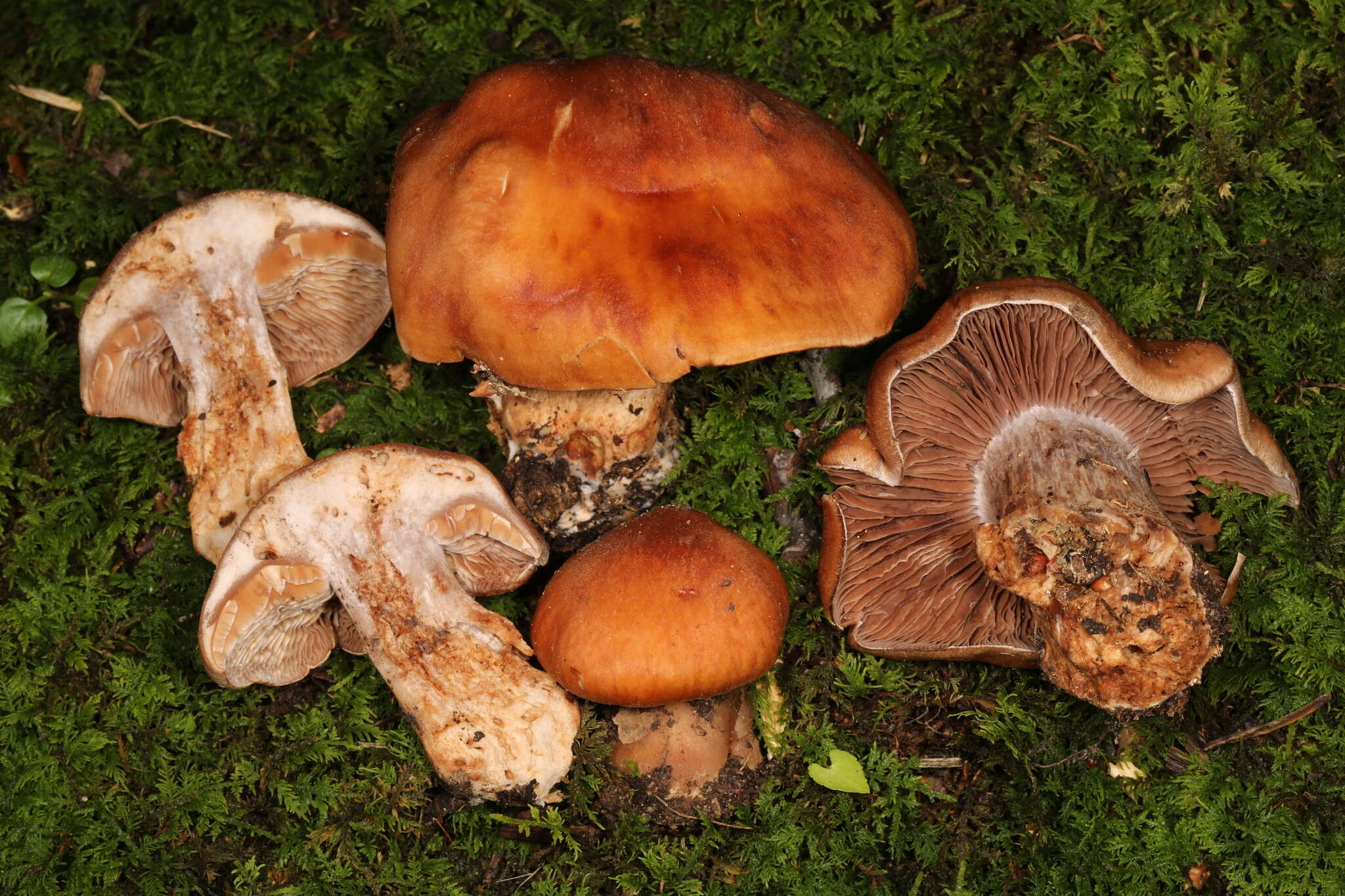 Image of Cortinarius quercophilus Y. Lamoureux, Lebeuf, A. Paul & J. Landry