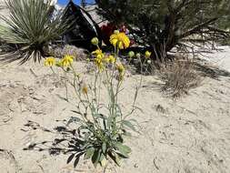 Image of Platyschkuhria integrifolia (A. Gray) Rydb.