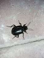 Sivun Calosoma (Caminara) olivieri Dejean 1831 kuva