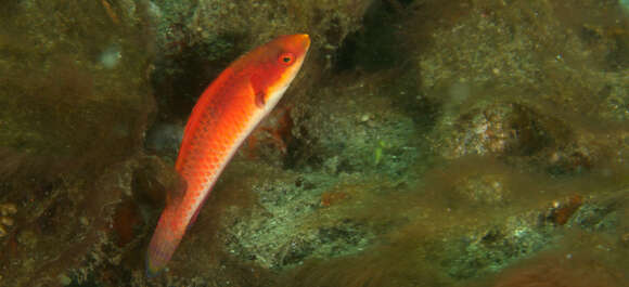 Image of Tono&#39;s wrasse