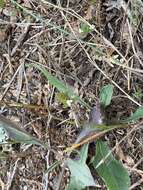 Image of Hudson Bay eyebright