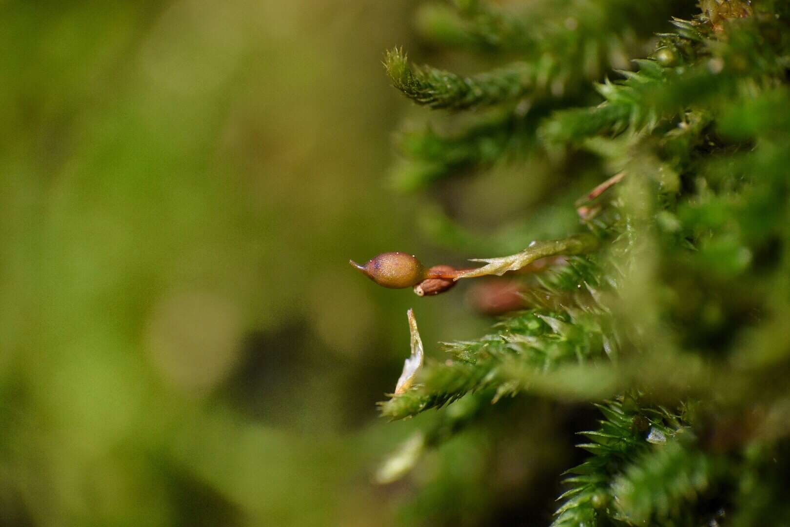 Image of leucodon moss