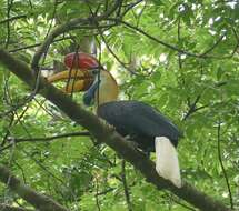 Image of Knobbed Hornbill