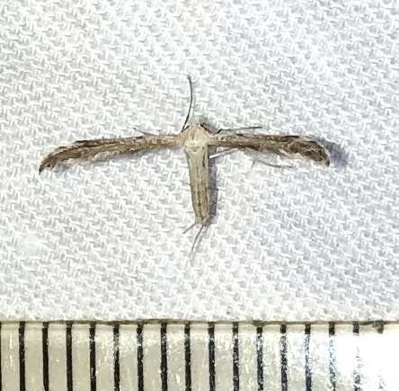 Image of Belfrage's Plume Moth