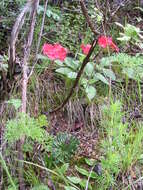 Image of Androsace bulleyana Forrest