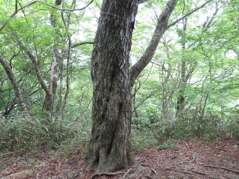 Image of Carpinus tschonoskii Maxim.