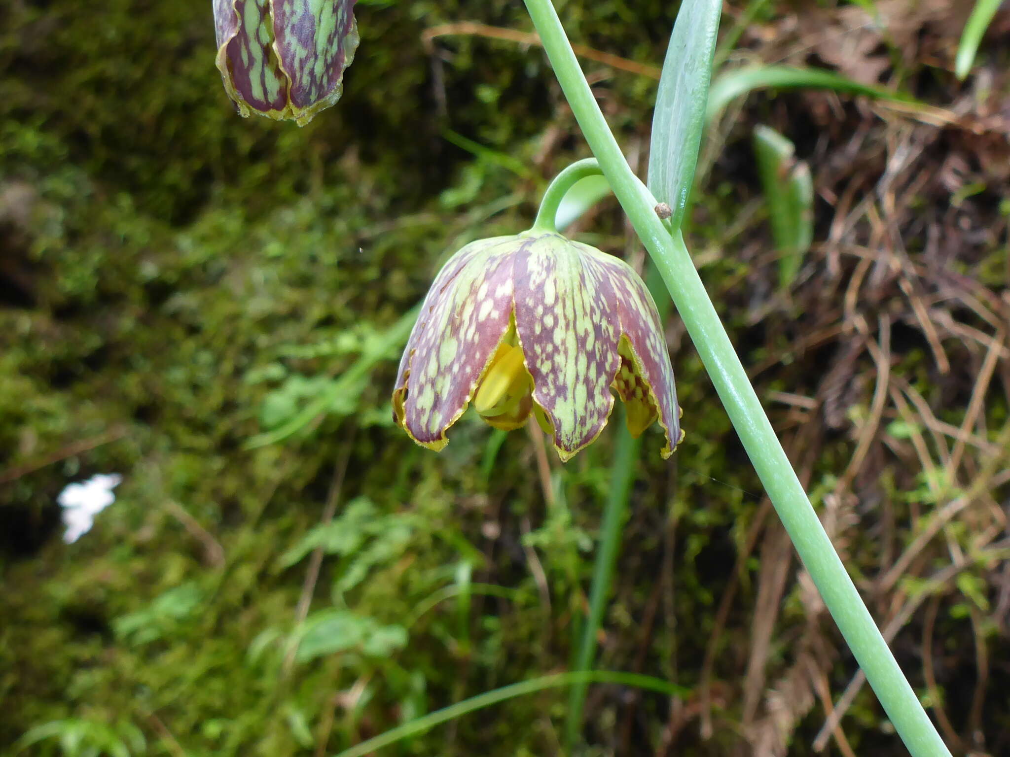 Image of checker lily