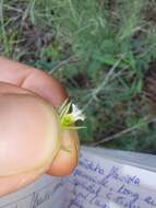 Image of Thesium celatum N. E. Br.