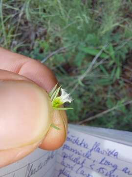 Image of Thesium celatum N. E. Br.