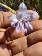 Слика од Gladiolus inflatus (Thunb.) Thunb.