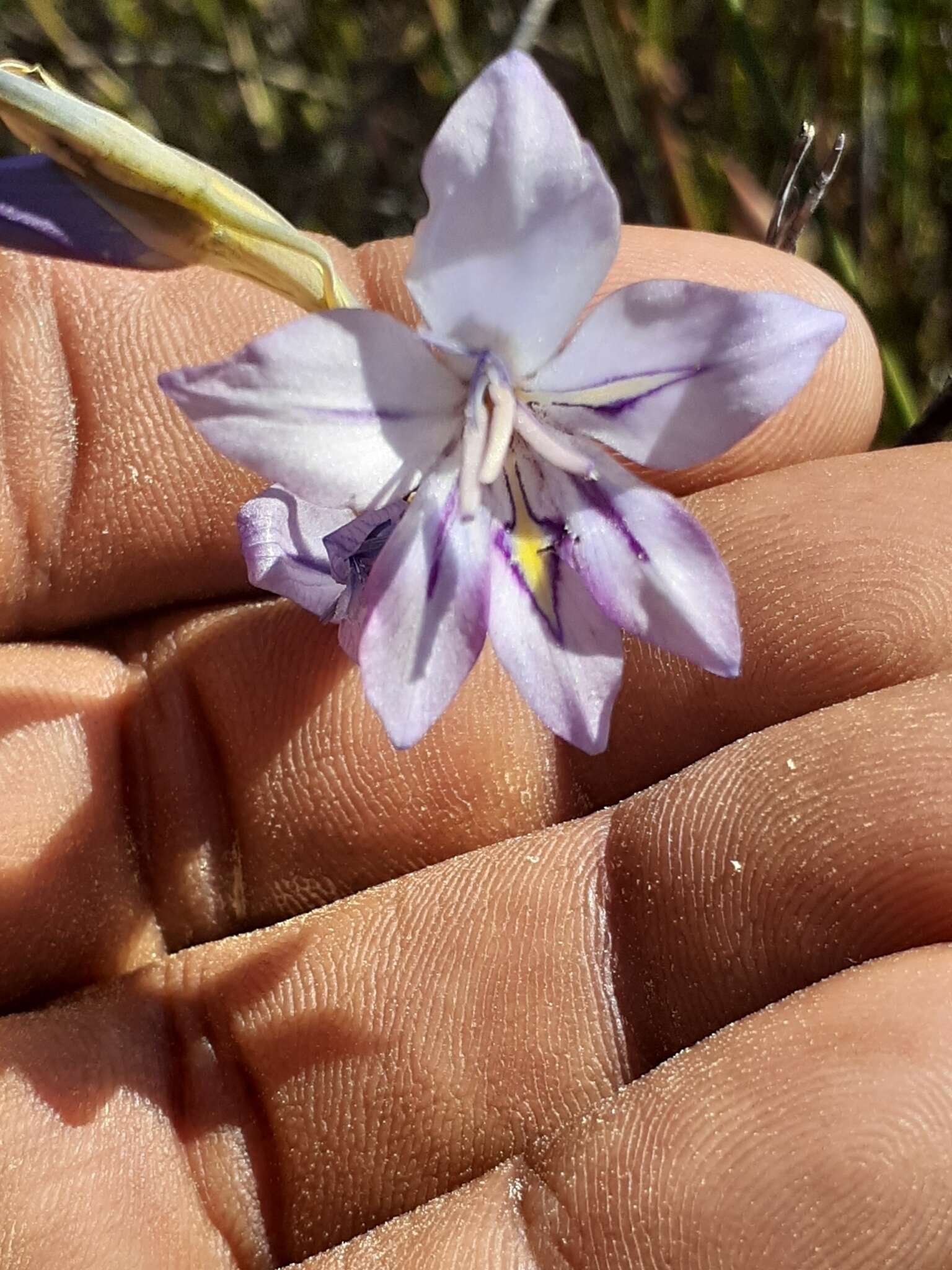 Imagem de Gladiolus inflatus (Thunb.) Thunb.