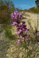 Image of Erica corifolia var. bracteata (Thunb.) Dulfer