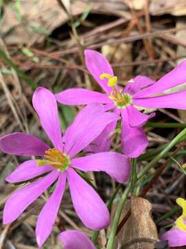 Image of Pinewoods Rose-Gentian