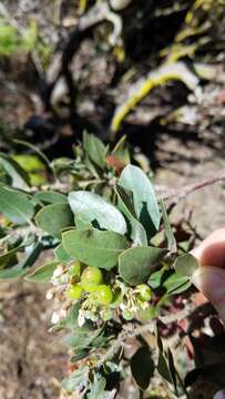 Imagem de Arctostaphylos crustacea subsp. crustacea