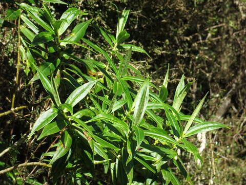 Image of Veronica salicifolia G. Forster