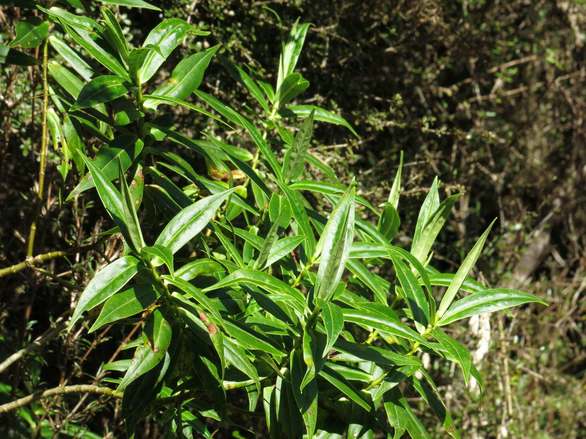 Image de Veronica salicifolia G. Forster