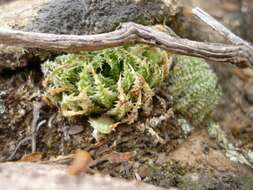 Image of Haworthia herbacea (Mill.) Stearn