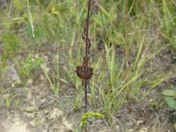 Image of Carolina Saddlebags