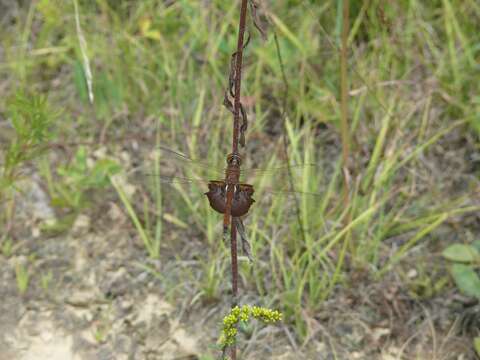 Tramea carolina (Linnaeus 1763) resmi