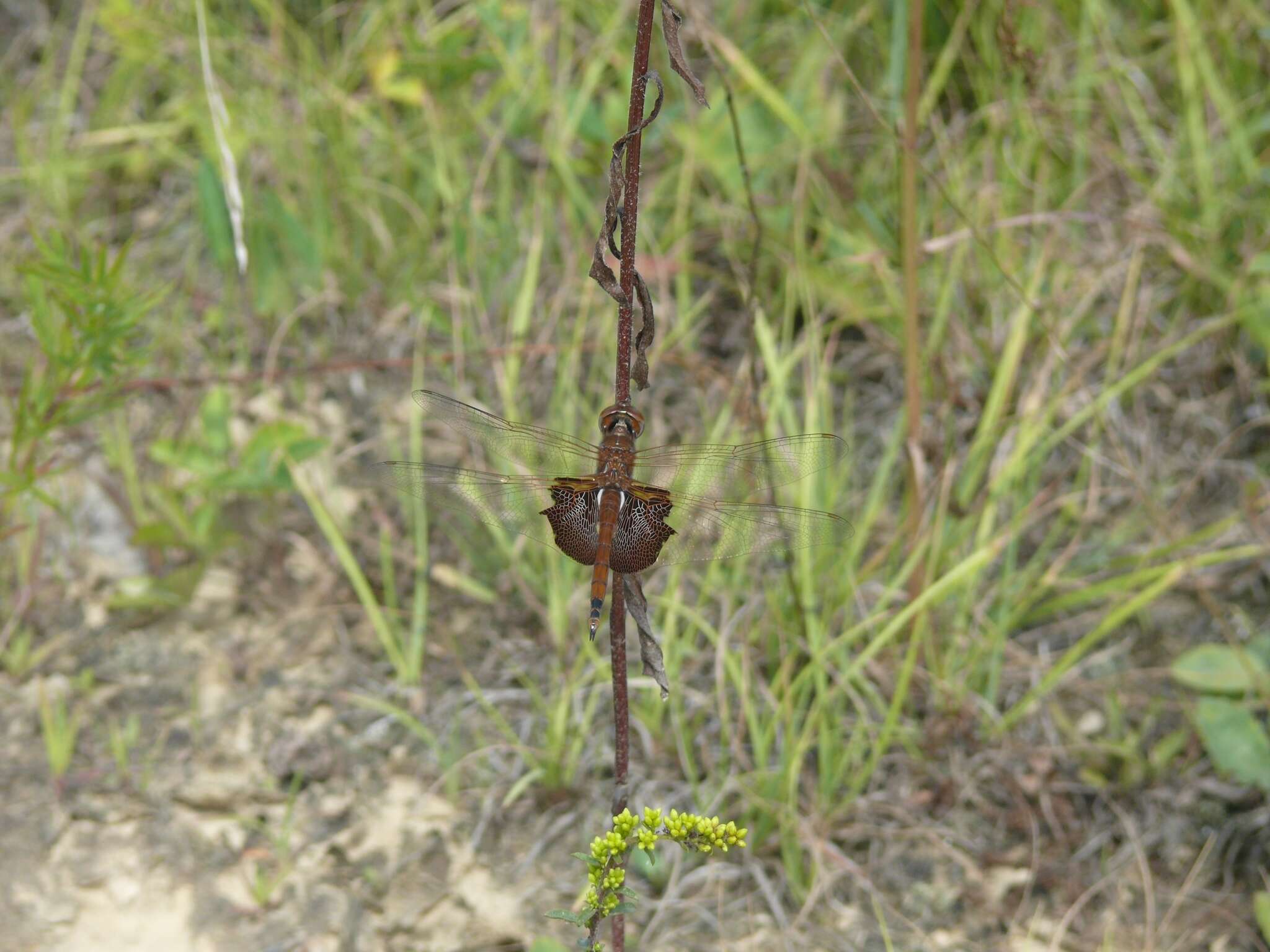 Image of Carolina Saddlebags