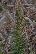 Plancia ëd Balsamorhiza hispidula Sharp