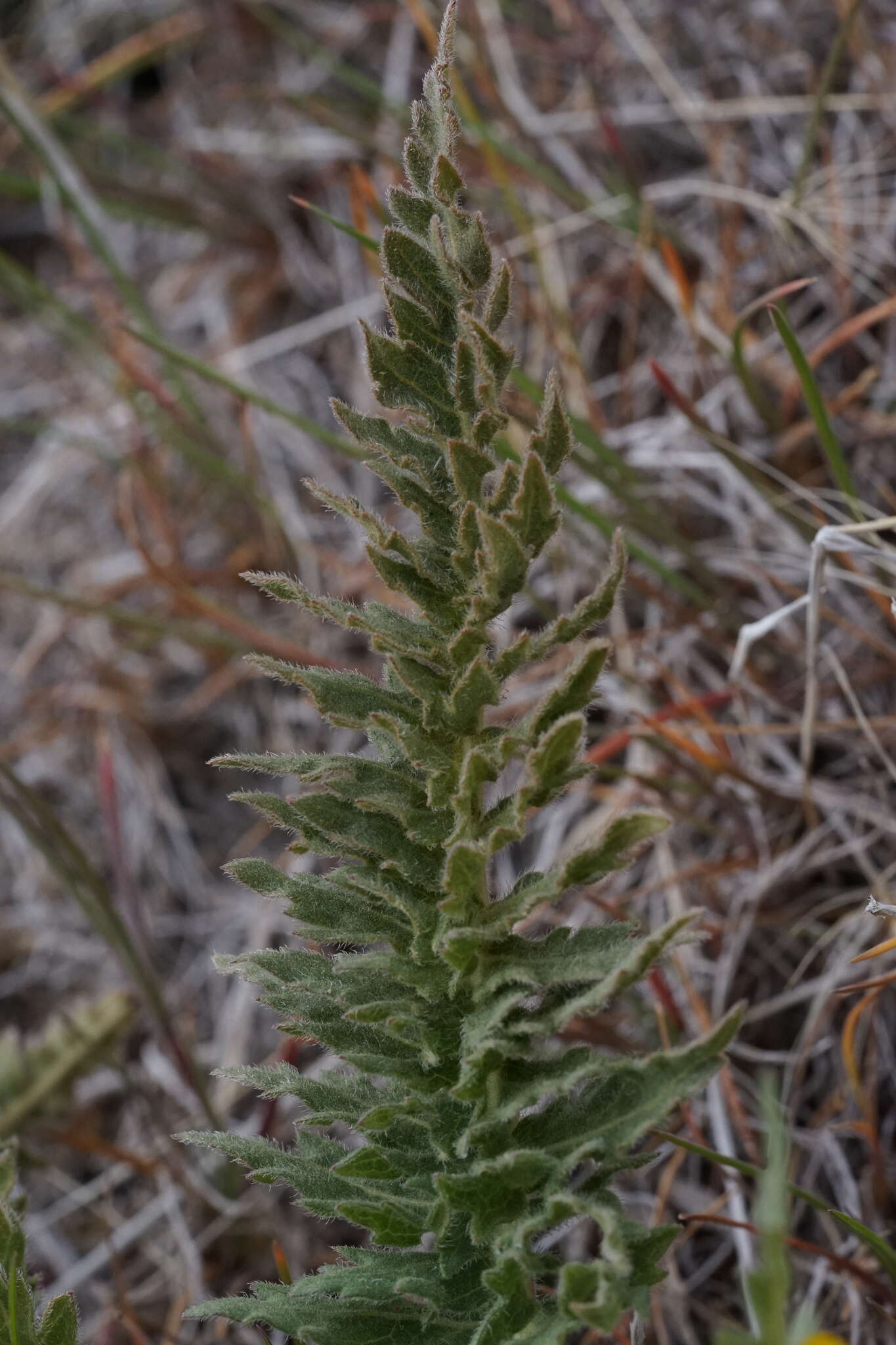 Слика од Balsamorhiza hispidula Sharp