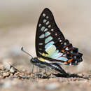 Image of Graphium procles (Grose-Smith 1887)