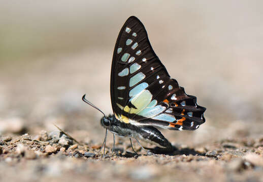 Image of Graphium procles (Grose-Smith 1887)