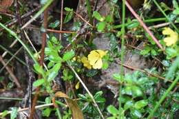 Hibbertia appressa H. R. Toelken resmi