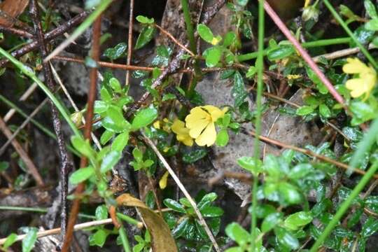 Image of Hibbertia appressa H. R. Toelken