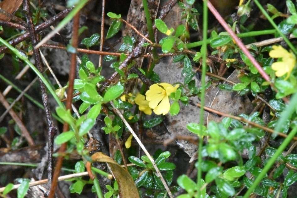 Hibbertia appressa H. R. Toelken resmi