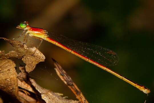 Image of Agriocnemis exsudans Selys 1877