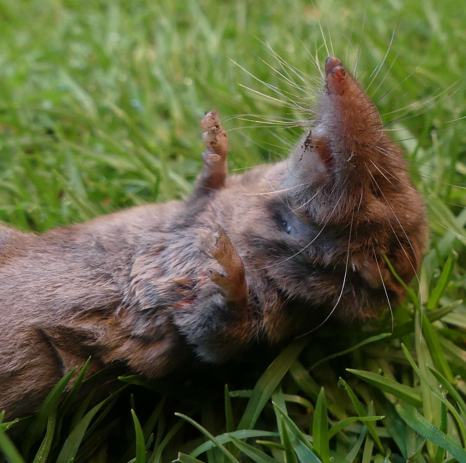 Image of Greater Red Musk Shrew