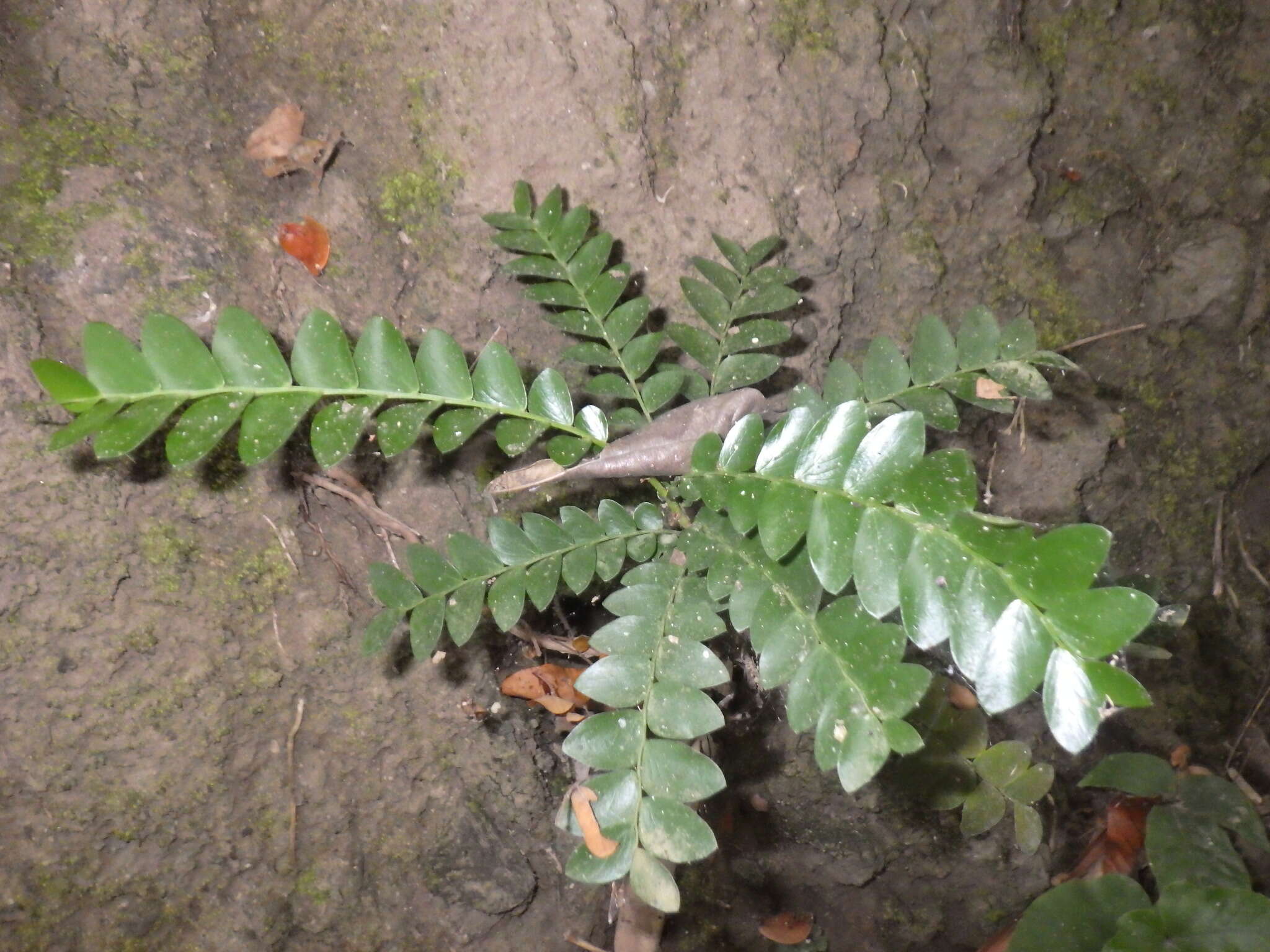 Image of Phyllanthus buxifolius (Blume) Müll. Arg.