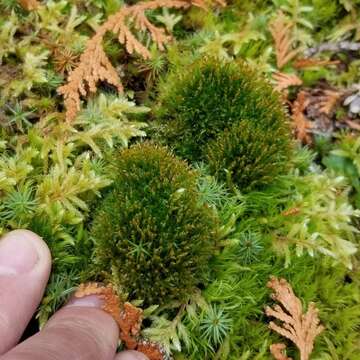 Image of toothedleaf nitrogen moss