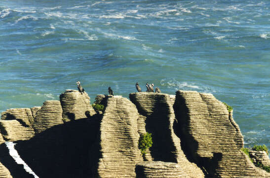 Image of Phalacrocorax punctatus oliveri Mathews 1930