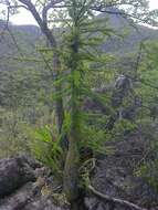 Imagem de Fouquieria purpusii T. S. Brandegee