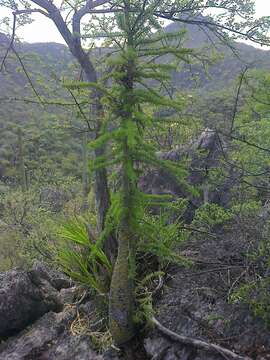 Image of Fouquieria purpusii T. S. Brandegee