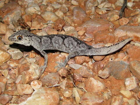 Image of Northern Spiny-tailed Gecko