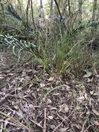 Caladenia brownii Hopper resmi