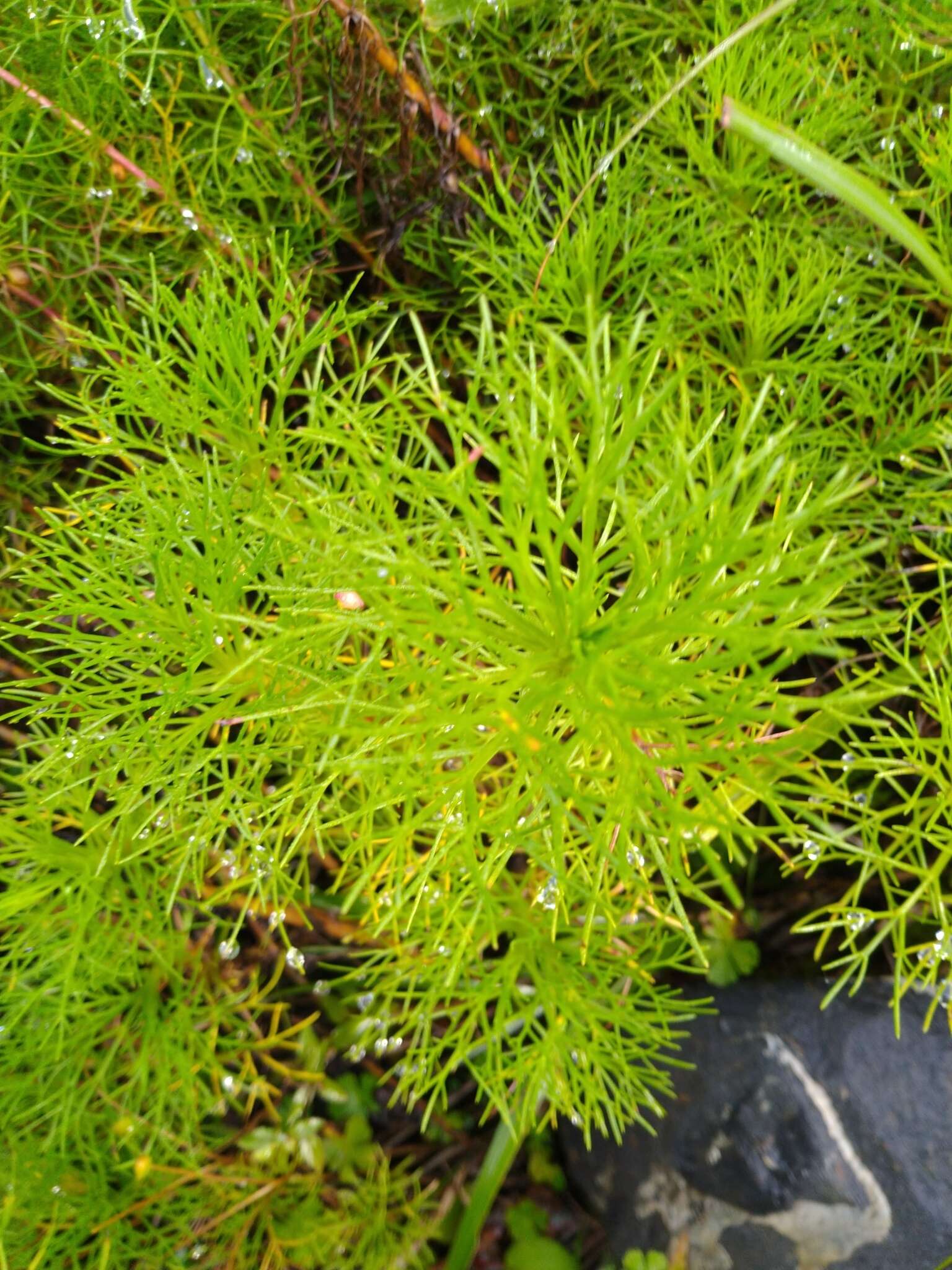 Image of Artemisia morrisonensis Hayata