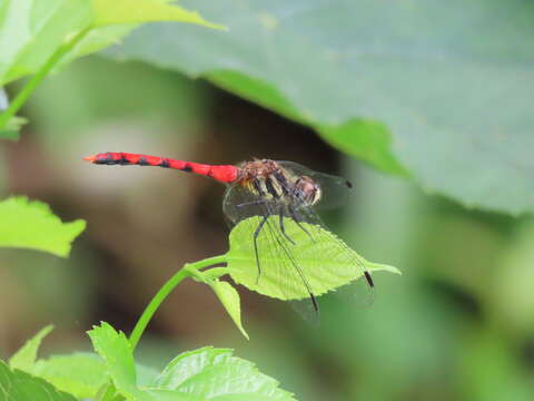 Image of Sympetrum nantouensis Tang, Yeh & Chen 2013