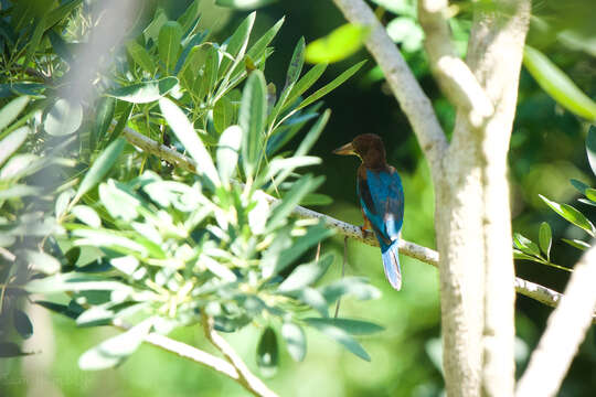 صورة Halcyon smyrnensis perpulchra Madarász 1904