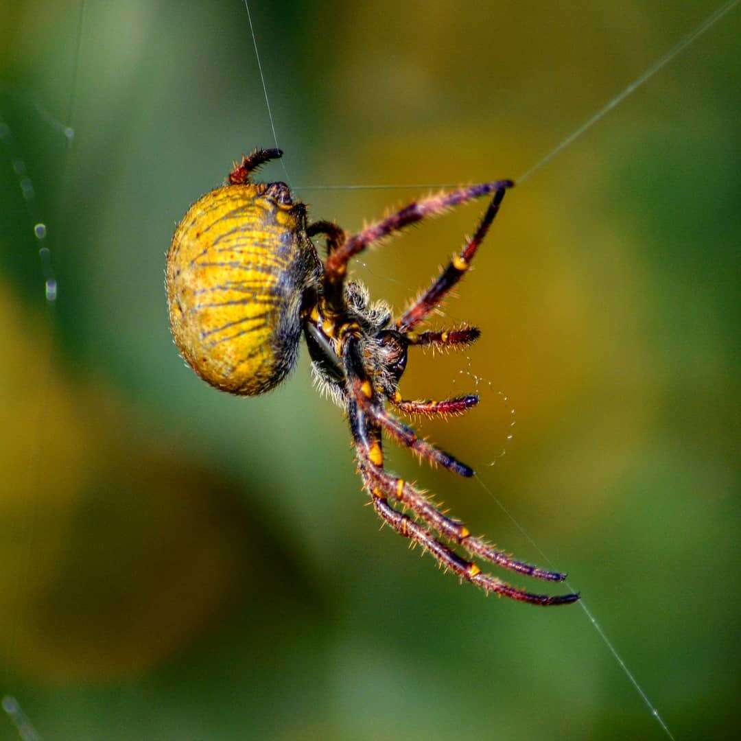 Image of Parawixia bistriata (Rengger 1836)