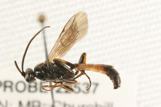 539.aswax tblabr 630 1247073280 jpg.580x360