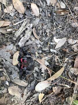 Image of Aholibah Underwing